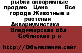 рыбки акваримные продаю › Цена ­ 30 - Все города Животные и растения » Аквариумистика   . Владимирская обл.,Собинский р-н